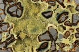 Polished, Yellow Crystal Filled Septarian Geode - Utah #129283-1